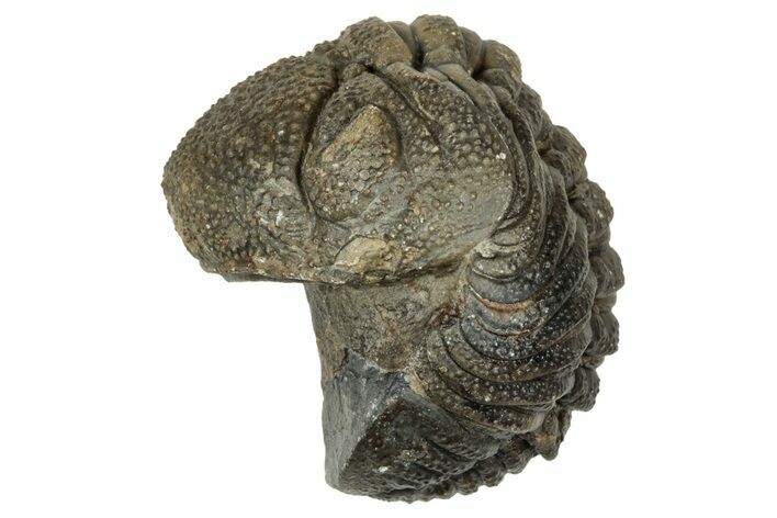 Wide, Curled Morocops Trilobite - Morocco #347246